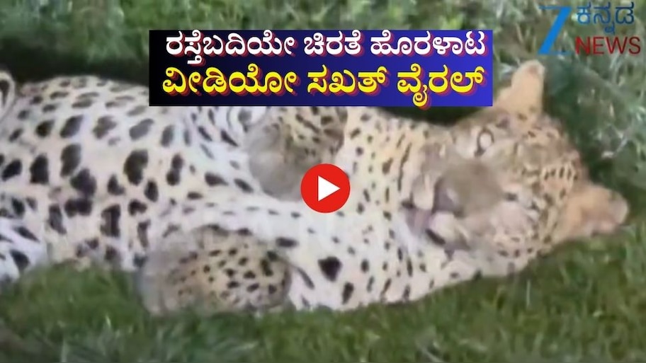 ರಸ್ತೆಬದಿಯೇ ಚಿರತೆ ಹೊರಳಾಟ:‌‌ ವೀಡಿಯೋ ಸಖತ್ ವೈರಲ್