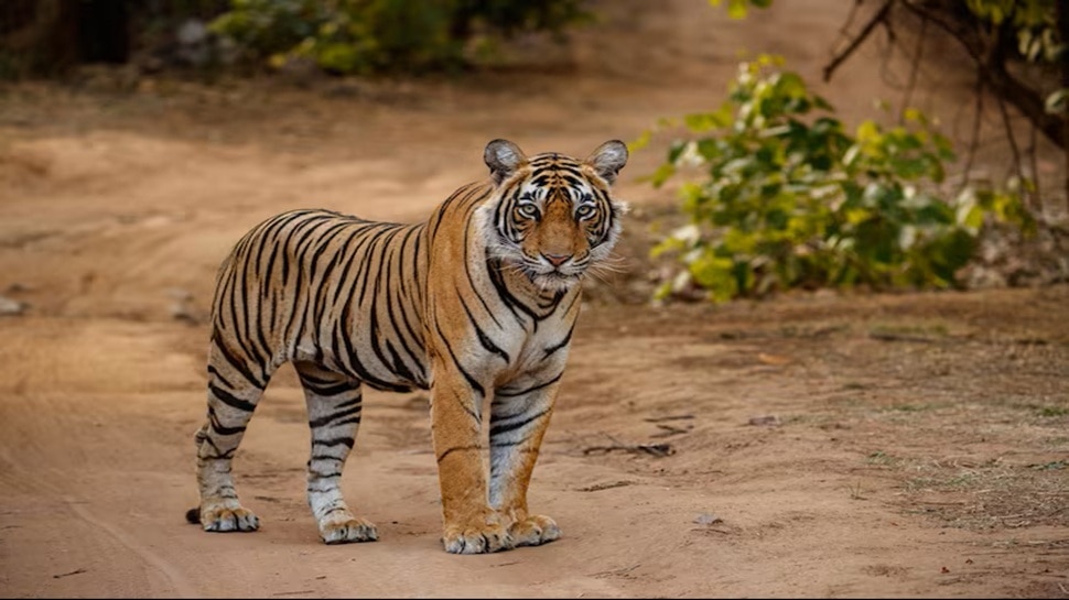 What is the national animal of Pakistan| ಭಾರತದ ರಾಷ್ಟ್ರಪ್ರಾಣಿ ಹುಲಿ ...