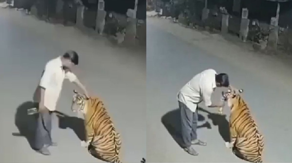 Viral video: ಕುಡಿದ ಮತ್ತಿನಲ್ಲಿ ಬೆಕ್ಕಿನಂತೆ ಹುಲಿಯ ತಲೆ ಸವರಿದ ಭೂಪ! ಕೈಲಿದ್ದ ಮದ್ಯ ಕುಡಿಸಲು ಪ್ರಯತ್ನ, ನೆಟ್ಟಿಗರನ್ನೇ ಬೆಚ್ಚಿಬೀಳಿಸಿತು ಅಸಲಿ ಸತ್ಯ Viral video: ಕುಡಿದ ಮತ್ತಿನಲ್ಲಿ ಬೆಕ್ಕಿನಂತೆ ಹುಲಿಯ ತಲೆ ಸವರಿದ ಭೂಪ! ಕೈಲಿದ್ದ ಮದ್ಯ ಕುಡಿಸಲು ಪ್ರಯತ್ನ, ನೆಟ್ಟಿಗರನ್ನೇ ಬೆಚ್ಚಿಬೀಳಿಸಿತು ಅಸಲಿ ಸತ್ಯ