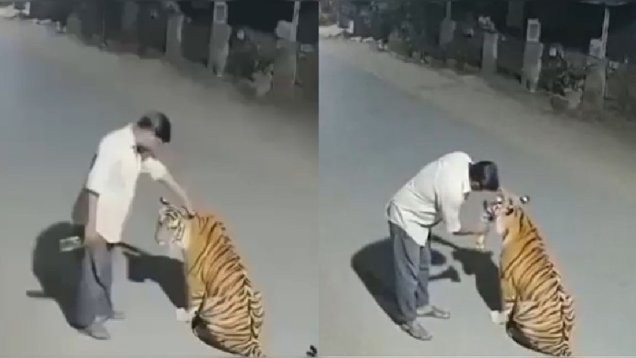 Viral video: ಕುಡಿದ ಮತ್ತಿನಲ್ಲಿ ಬೆಕ್ಕಿನಂತೆ ಹುಲಿಯ ತಲೆ ಸವರಿದ ಭೂಪ! ಕೈಲಿದ್ದ ಮದ್ಯ ಕುಡಿಸಲು ಪ್ರಯತ್ನ, ನೆಟ್ಟಿಗರನ್ನೇ ಬೆಚ್ಚಿಬೀಳಿಸಿತು ಅಸಲಿ ಸತ್ಯ