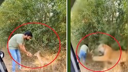 Viral Video: ಹುಲಿಯ ಬಾಯಿಂದ ಜಸ್ಟ್ ಮಿಸ್ ಆದ ಪ್ರವಾಸಿಗ, ಭಯಾನಕ ವಿಡಿಯೋ ಇಲ್ಲಿದೆ