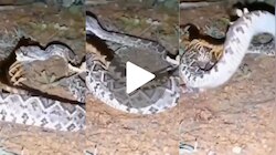 Viral Video: ವಿಷಕಾರಿ ಜರಿಯ ಕೋಪಕ್ಕೆ ತುತ್ತಾದ ಹೆಬ್ಬಾವು.. ನೆಟ್ಟಿಗರ ಎದೆ ನಡುಗಿಸಿದ ಭಯಾನಕ ವಿಡಿಯೋ..
