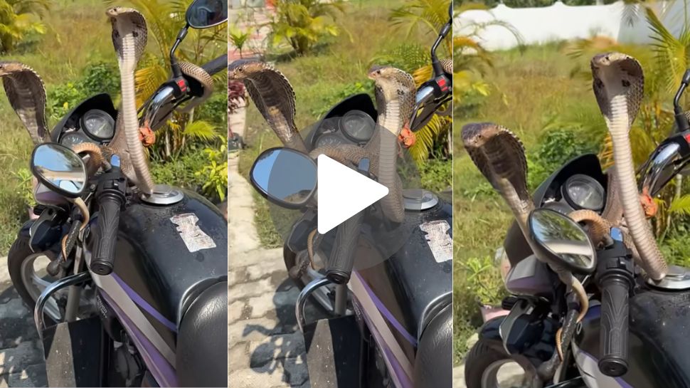 Viral Video: ಅಪ್ಪಿ ಮುದ್ದಾಡುತ್ತಾ ಜಾಲಿ ರೈಡ್.. ಗಾಡಿಯ ಮೇಲೆ ಜೋಡಿ ಹಾವಿನ ಒಂದೊಳ್ಳೆ ಪಯಣ.. Viral Video: ಅಪ್ಪಿ ಮುದ್ದಾಡುತ್ತಾ ಜಾಲಿ ರೈಡ್.. ಗಾಡಿಯ ಮೇಲೆ ಜೋಡಿ ಹಾವಿನ ಒಂದೊಳ್ಳೆ ಪಯಣ..