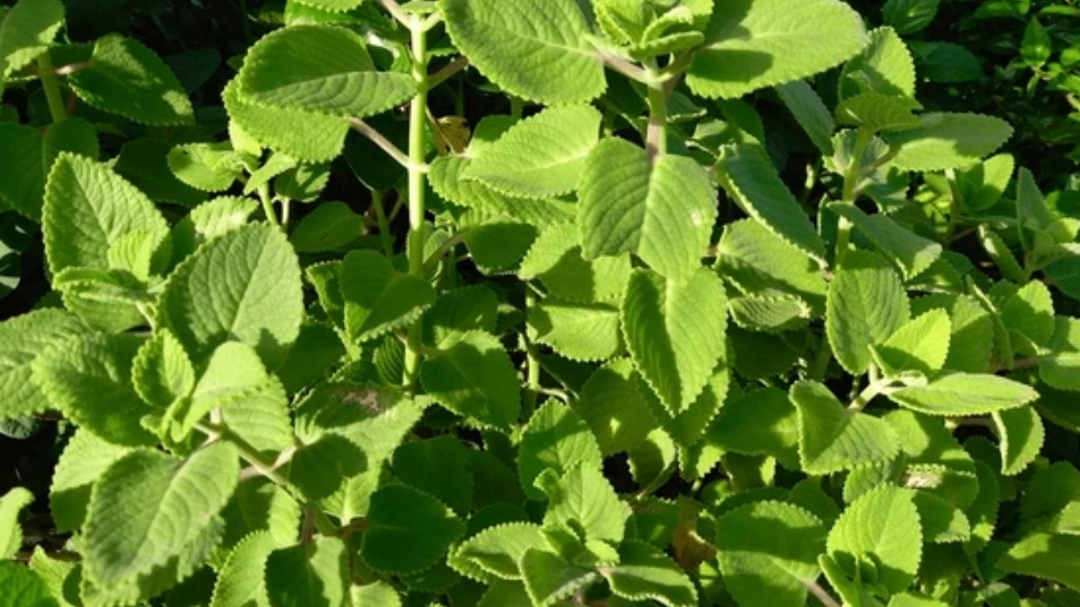 ಶುಗರ್ ಎಷ್ಟೇ ಹೈ ಆಗಿರಲಿ ಈ ಎಲೆ ಮೂಸಿದ್ರೆ ಸಾಕು ತಕ್ಷಣವೇ ನಿಯಂತ್ರಣಕ್ಕೆ ಬರುತ್ತೆ! ಶುಗರ್ ಎಷ್ಟೇ ಹೈ ಆಗಿರಲಿ ಈ ಎಲೆ ಮೂಸಿದ್ರೆ ಸಾಕು ತಕ್ಷಣವೇ ನಿಯಂತ್ರಣಕ್ಕೆ ಬರುತ್ತೆ!