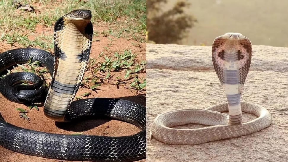 Snake bite treatment mistakes | ಹಾವು ಕಚ್ಚಿದಾಗ ಚಿಕಿತ್ಸೆ ನೀಡುವ ನೆಪದಲ್ಲಿ ಈ ...