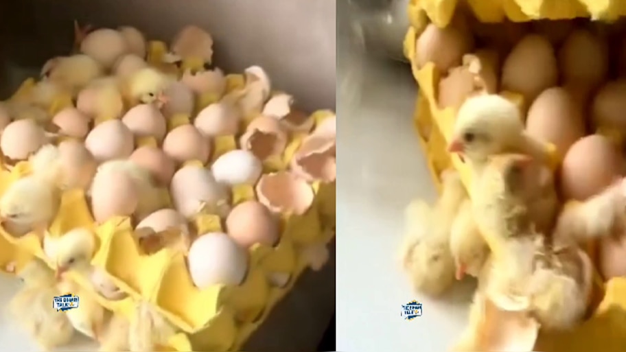 Viral Video: 3 ಟ್ರೇ ಮೊಟ್ಟೆ ತಂದಿಟ್ಟು 2 ತಿಂಗಳು ಪ್ರವಾಸಕ್ಕೆ ಹೋದ ಕುಟುಂಬ! ವಾಪಸ್ ಬಂದಾಗ ಆಗಿದ್ದೇನು?
