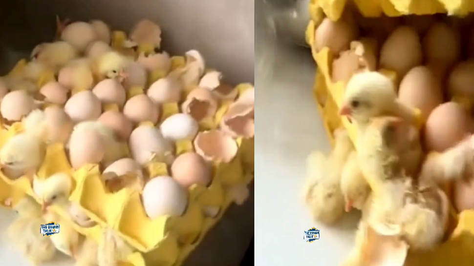 Viral Video: 3 ಟ್ರೇ ಮೊಟ್ಟೆ ತಂದಿಟ್ಟು 2 ತಿಂಗಳು ಪ್ರವಾಸಕ್ಕೆ ಹೋದ ಕುಟುಂಬ! ವಾಪಸ್ ಬಂದಾಗ ಆಗಿದ್ದೇನು? Viral Video: 3 ಟ್ರೇ ಮೊಟ್ಟೆ ತಂದಿಟ್ಟು 2 ತಿಂಗಳು ಪ್ರವಾಸಕ್ಕೆ ಹೋದ ಕುಟುಂಬ! ವಾಪಸ್ ಬಂದಾಗ ಆಗಿದ್ದೇನು?