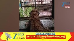 ದೊಡ್ಡಹೊಸಗಾವಿ ಗ್ರಾಮದಲ್ಲಿ ಆತಂಕ ಮೂಡಿಸಿದ್ದ ಚಿರತೆ.