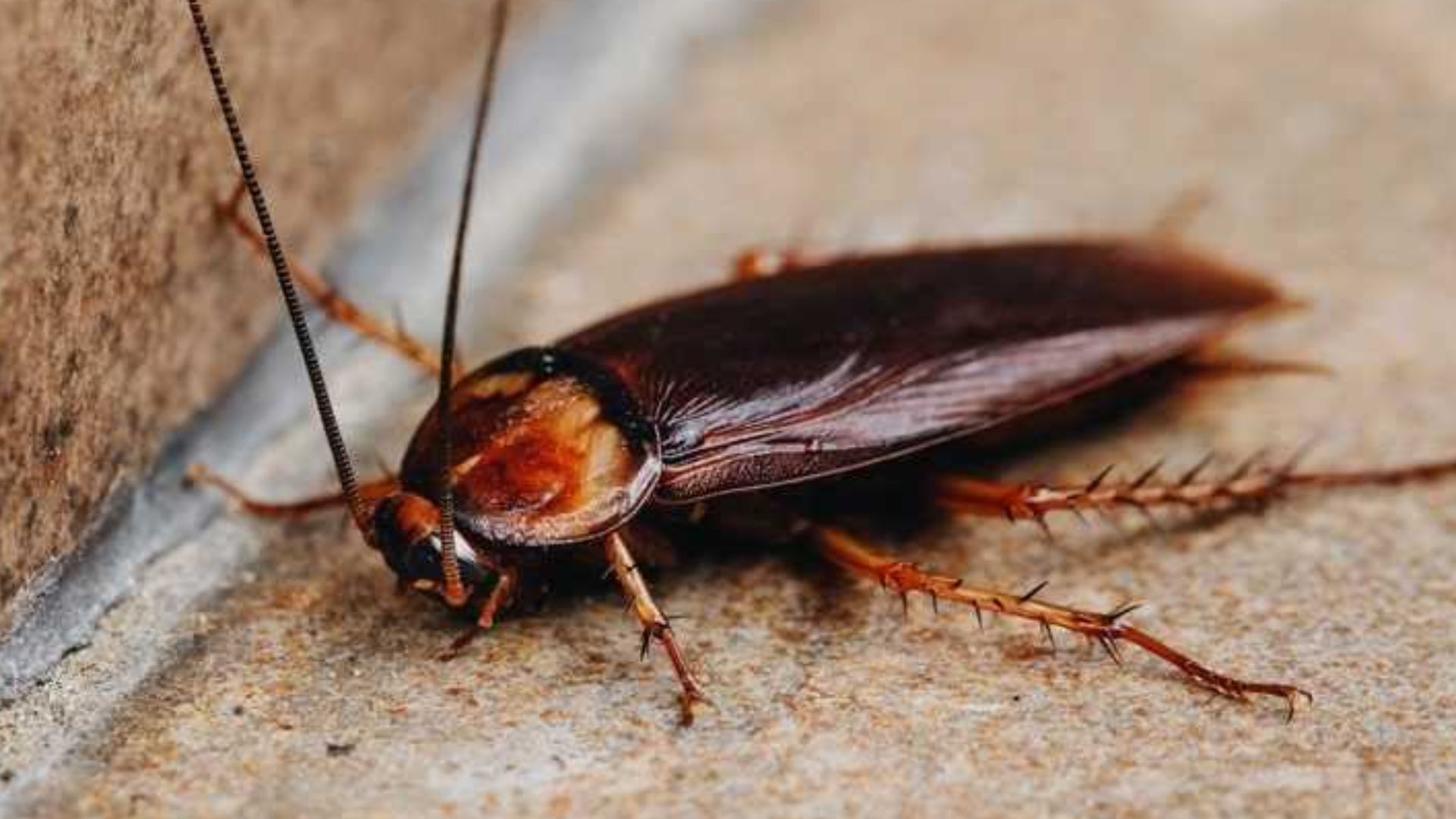 Remedies To Get Rid of Fly and Cockroach |ನೀರಿನಲ್ಲಿ ಈ ಪದಾರ್ಥ ಹಾಕಿ ...