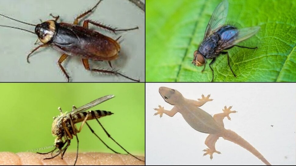 Qojar Insect Home Remedies to get rid of Cockroach Mosquito Lizard Flies| ಈ ತರಕಾರಿಯ ...