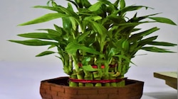 Vastu Plant: ಮನೆಯ ಆ ದಿಕ್ಕಿನಲ್ಲಿ ʼಈʼ ಗಿಡ ನೆಟ್ಟರೆ ಹಣದ ಸುರಿಮಳೆಯಾಗಲಿದೆ!