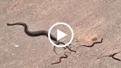 Viral Video: ನಡು ರಸ್ತೆಯಲ್ಲೇ ಮರಿಗಳಿಗೆ ಜನ್ಮ ನೀಡಿದ ಹಾವು! ಮೈ ಜುಮ್ಮೆನಿಸುವ ವಿಡಿಯೋ ಇಲ್ಲಿದೆ