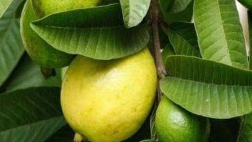 Guava fruits excellent health benefits: ಕಡಿಮೆ ಖರ್ಚು, ಹೆಚ್ಚು ಪ್ರಯೋಜನಾ ...