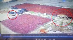 Viral Video: ಅಡಿಕೆ ಕಾವಲಿಗಿದ್ದ ನಾಯಿಯನ್ನ ಹೊತ್ತೊಯ್ದ ಚಿರತೆ: ಸಿಸಿ ಕ್ಯಾಮೆರಾದಲ್ಲಿ ಭಯಾನಕ ದೃಶ್ಯ