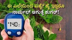 ಈ ಎಲೆಯಿಂದ ಎಷ್ಟೇ ಹೈ ಇದ್ದರೂ ನಾರ್ಮಲ್‌ ಆಗುತ್ತೆ ಶುಗರ್!‌ ಮಧುಮೇಹಿಗಳಿಗೆ ಹೇಳಿಮಾಡಿಸಿದಂತ ಸಂಜೀವಿನಿ ಇದು..