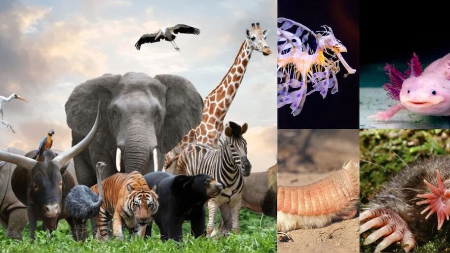 Blood drinking creatures : ಮನುಷ್ಯರ ರಕ್ತ ಕುಡಿದು ಬದುಕುವ ಭಯಾನಕ ಪ್ರಾಣಿಗಳ ...