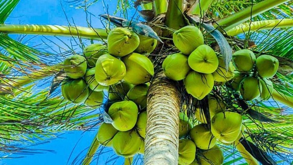 Vastu Tips is it good or bad to have a coconut tree at home | ಮನೆ ಮುಂದೆ ...