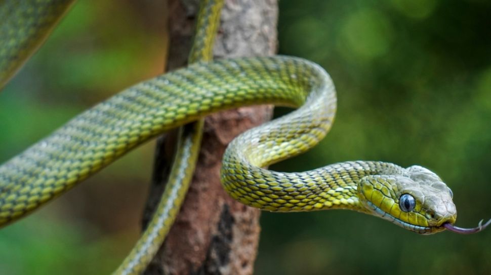 What Happens When One Snake Bites Another : ಒಂದು ಹಾವು ಇನ್ನೊಂದನ್ನು ...