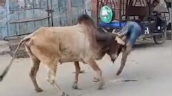 viral: ಅಯ್ಯೋ ಯುವತಿಯನ್ನ ಬೆನ್ನಟ್ಟಿದ ಗೂಳಿ ಮುಂದೇನಾಯ್ತು?ರೋಚಕ ದೃಶ್ಯ ಸೆರೆ