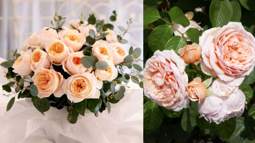 Most Exspesive Roses most expensive roses in the world | ಜಗತ್ತಿನ ಅತ್ಯಂತ ದುಬಾರಿ ಗುಲಾಬಿ ಯಾವುದು ...