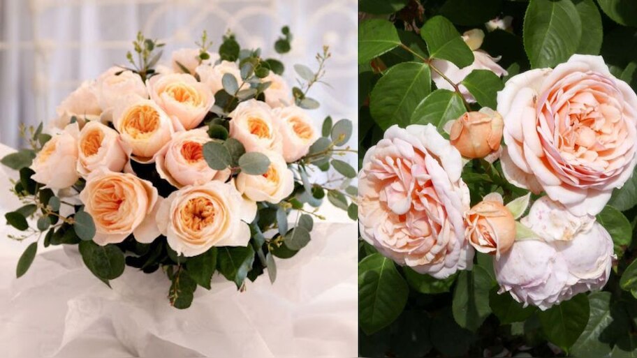 most expensive roses in the world | ಜಗತ್ತಿನ ಅತ್ಯಂತ ದುಬಾರಿ ಗುಲಾಬಿ ಯಾವುದು ...
