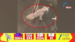 ತುಮಕೂರಿನಲ್ಲಿ ತೋಟದ ಬಾವಿಗೆ ಬಿದ್ದ ಚಿರತೆ