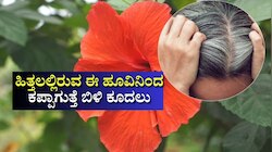 ಹೇರ್‌ ಡೈ ಅಲ್ಲ.. ಹಿತ್ತಲಲ್ಲಿರುವ ಈ ಹೂವಿನಿಂದ ಬೆಳ್ಳಗಿರುವ ಕೂದಲನ್ನು ಬುಡದಿಂದ ಕಪ್ಪಾಗಿಸಬಹುದು! ಇಲ್ಲಿದೆ ಸುಲಭ ವಿಧಾನ