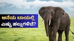 ಎರಡು ದಂತಗಳಷ್ಟೇ ಕಾಣುವ ಆನೆಯ ಬಾಯಲ್ಲಿ ಎಷ್ಟು ಹಲ್ಲುಗಳಿವೆ ಗೊತ್ತೇ? ಎಲಿಫೆಂಟ್ ಲವರ್ಸ್‌ ಉತ್ತರ ಹೇಳಿ.. 