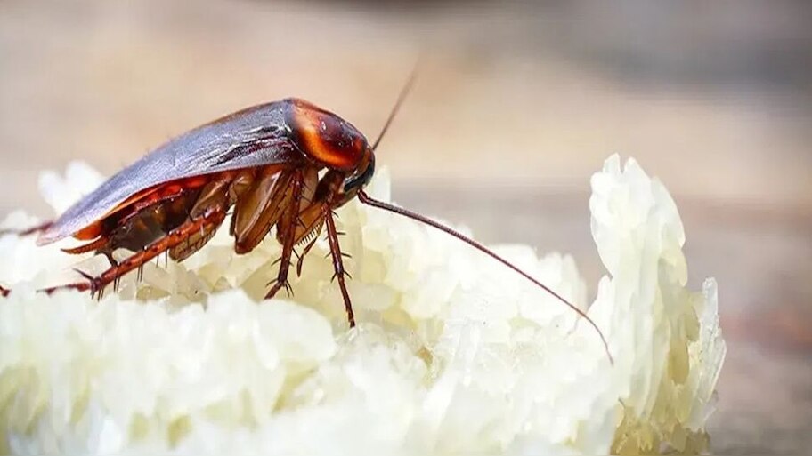 What is the lifespan of cockroaches? | ತಲೆ ಕಟ್‌ ಆದರೂ ಬದುಕುತ್ತೆ ಜಿರಳೆ ...
