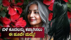 ಹೇರ್‌ ಡೈ ಅಲ್ಲವೇ ಅಲ್ಲ.. ಹಿತ್ತಲಲ್ಲೇ ಇರುವ ಈ ಹೂವಿನಿಂದ ಹೇರ್‌ ಪ್ಯಾಕ್‌ ತಯಾರಿಸಿ ಹಚ್ಚಿದರೆ ಒಂದೂ ಬಿಳಿ ಕೂದಲು ಇರಲ್ಲ!