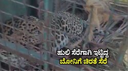 ಹುಲಿ ಸೆರೆಗಾಗಿ ಇಟ್ಟಿದ್ದ ಬೋನಿಗೆ ಚಿರತೆ ಸೆರೆ