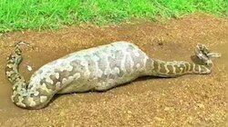 ಕರು ನುಂಗಿದೆ ಎಂದು ಹೆಬ್ಬಾವು ಕೊಂದ ಗ್ರಾಮಸ್ಥರು : ಹೊಟ್ಟೆ ಸೀಳಿದಾಗ ಕಂಡ ದೃಶ್ಯಕ್ಕೆ ಇಡೀ ಊರೇ ಶಾಕ್!