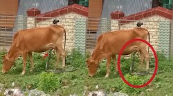 Viral Video : ಹಸುವಿನ ಹಾಲು ಕುಡಿದ ಕಾಳಿಂಗ ಸರ್ಪ, ಅಚ್ಚರಿಯ ವಿಡಿಯೋ ವೈರಲ್‌