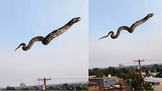 Snake video: ಗಾಳಿಯಲ್ಲಿ ಹಾರುತ್ತ ಬಂತು ಬೃಹದಾಕಾರದ ಹೆಬ್ಬಾವು.. ವಿಡಿಯೋ ಇಲ್ಲಿದೆ  