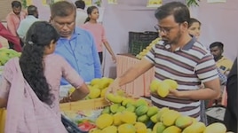 ವಿಶ್ವದ ದುಬಾರಿ 'ಮಿಯಾಜಾಕಿ' ಮಾವಿಗೆ ಕೊಪ್ಪಳದಲ್ಲಿ ಬೆಲೆ ಕುಸಿತ