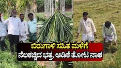 ದಾವಣಗೆರೆಯಲ್ಲಿ ವರುಣನ ಅಬ್ಬರ: ಬಿರುಗಾಳಿ ಸಹಿತ ಮಳೆಗೆ ನೆಲಕಚ್ಚಿದ ಭತ್ತ, ಅಡಿಕೆ ತೋಟ ನಾಶ