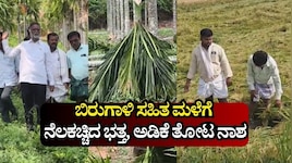 ದಾವಣಗೆರೆಯಲ್ಲಿ ವರುಣನ ಅಬ್ಬರ: ಬಿರುಗಾಳಿ ಸಹಿತ ಮಳೆಗೆ ನೆಲಕಚ್ಚಿದ ಭತ್ತ, ಅಡಿಕೆ ತೋಟ ನಾಶ