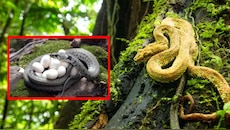 Snake Facts: ಹಾವು ವಿಷಕಾರಿ, ಹಾವಿನ ಮೊಟ್ಟೆಗಳೂ ವಿಷಕಾರಿಯೇ? ಇದನ್ನು ತಿನ್ನಬಹುದೇ?