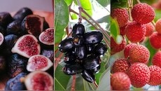 Healthy Fruits: ಎಂತಹ ಮಳೆ ಬಂದರೂ ನಿಮ್ಮ ಆರೋಗ್ಯ ಚೆನ್ನಾಗಿರಬೇಕಾ? ಹಾಗಿದ್ರೆ ಈ ಹಣ್ಣುಗಳನ್ನು ತಿನ್ನಿ