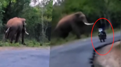 Elephant attack News: ಒಂಟಿ ಸಲಗದ ದಾಳಿಯಿಂದ ಬೈಕ್ ಸವಾರ ಜಸ್ಟ್‌ ಮಿಸ್ 