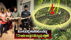 ಹೊಳೇಹೊನ್ನೂರು: ತೋಟದಲ್ಲಿ ಕಾಣಿಸಿಕೊಂಡಿದ್ದ 7.5 ಅಡಿ ಉದ್ದದ ಹೆಬ್ಬಾವು ರಕ್ಷಣೆ!