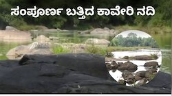 Cauvery River: ಜೀವನಾಡಿ ಕಾವೇರಿ ಒಡಲಿಗೂ ತಟ್ಟಿದ ಮುಂಗಾರು ಮಳೆ ಕೊರತೆ! ಆತಂಕದಲ್ಲಿ ಸ್ಥಳೀಯರು