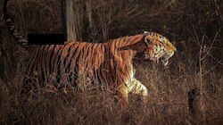 Tiger Attack: ಚಾಮರಾಜನಗರದಲ್ಲಿ ನಿಲ್ಲದ ಹುಲಿ ಉಪಟಳ; ಹಸುವನ್ನೇ ಕೊಂದು ತಿಂದ ವ್ಯಾಘ್ರ