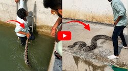 Viral Video: ಆಳವಾದ ನೀರಿನ ಗುಂಡಿಯಲ್ಲಿತ್ತು 13 ಅಡಿ ಉದ್ದದ ದೈತ್ಯ ಹೆಬ್ಬಾವು! ಮುಂದೇನಾಯ್ತು ನೋಡಿ 