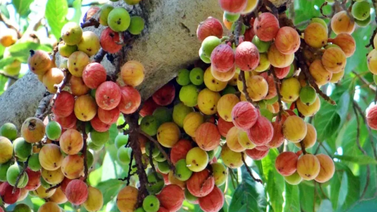 ಹೃದಯಾಘಾತ ತಡೆಯುವ ಅತ್ತಿ ಹಣ್ಣು
