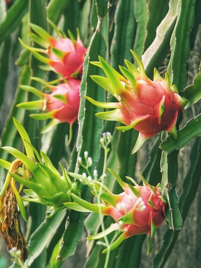 ಹಾರ್ಟ್‌ಅಟ್ಯಾಕ್‌ ತಡೆಯಬಲ್ಲ ಪವರ್‌ಫುಲ್‌ ಹಣ್ಣಿದು! 