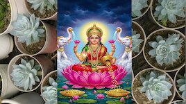 ಮನೆಯಲ್ಲಿ ಈ ಗಿಡವಿದ್ರೆ ನಿಮ್ಮ ಅದೃಷ್ಟವೇ ಬದಲಾಗುತ್ತೆ? ತಾಯಿ ಲಕ್ಷ್ಮೀದೇವಿಯ ಕೃಪೆ ಸಿಗುತ್ತೆ...