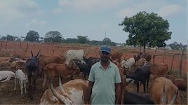 ಚಾಮರಾಜನಗರದಲ್ಲಿ ತೀವ್ರ ಬರ: ಮೇವು-ನೀರಿಲ್ಲದೇ 50ಕ್ಕೂ ಹೆಚ್ಚು ಜಾನುವಾರುಗಳ ದಾರುಣ ಸಾವು