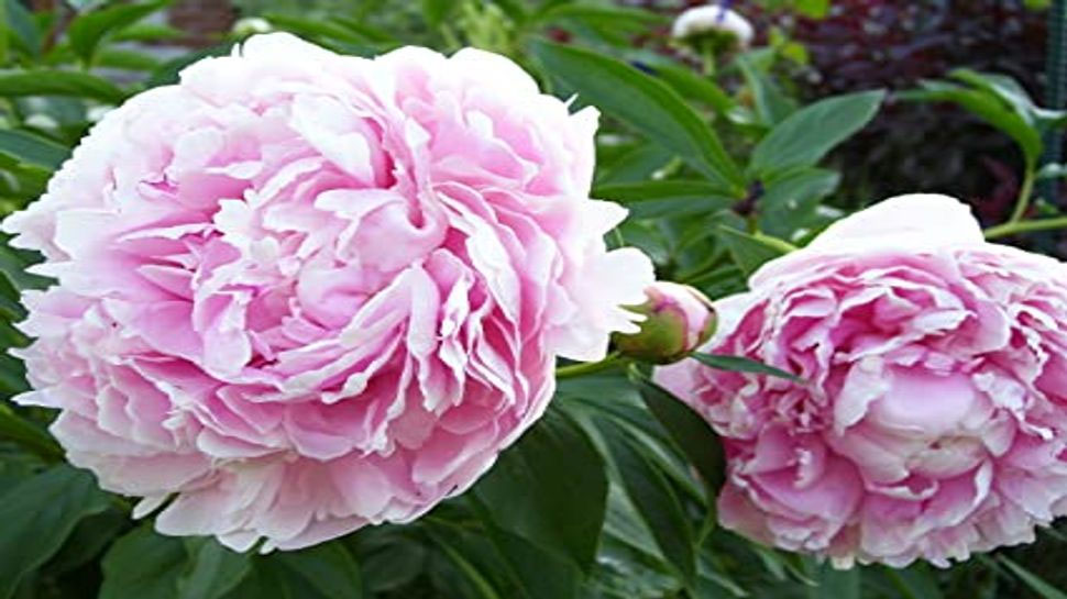 Peony Flower Benefits for health wealth and happiness ಮನೆಯ ಈ