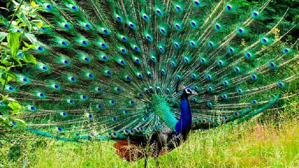 Do you know what it means if a peacock suddenly appears on the road